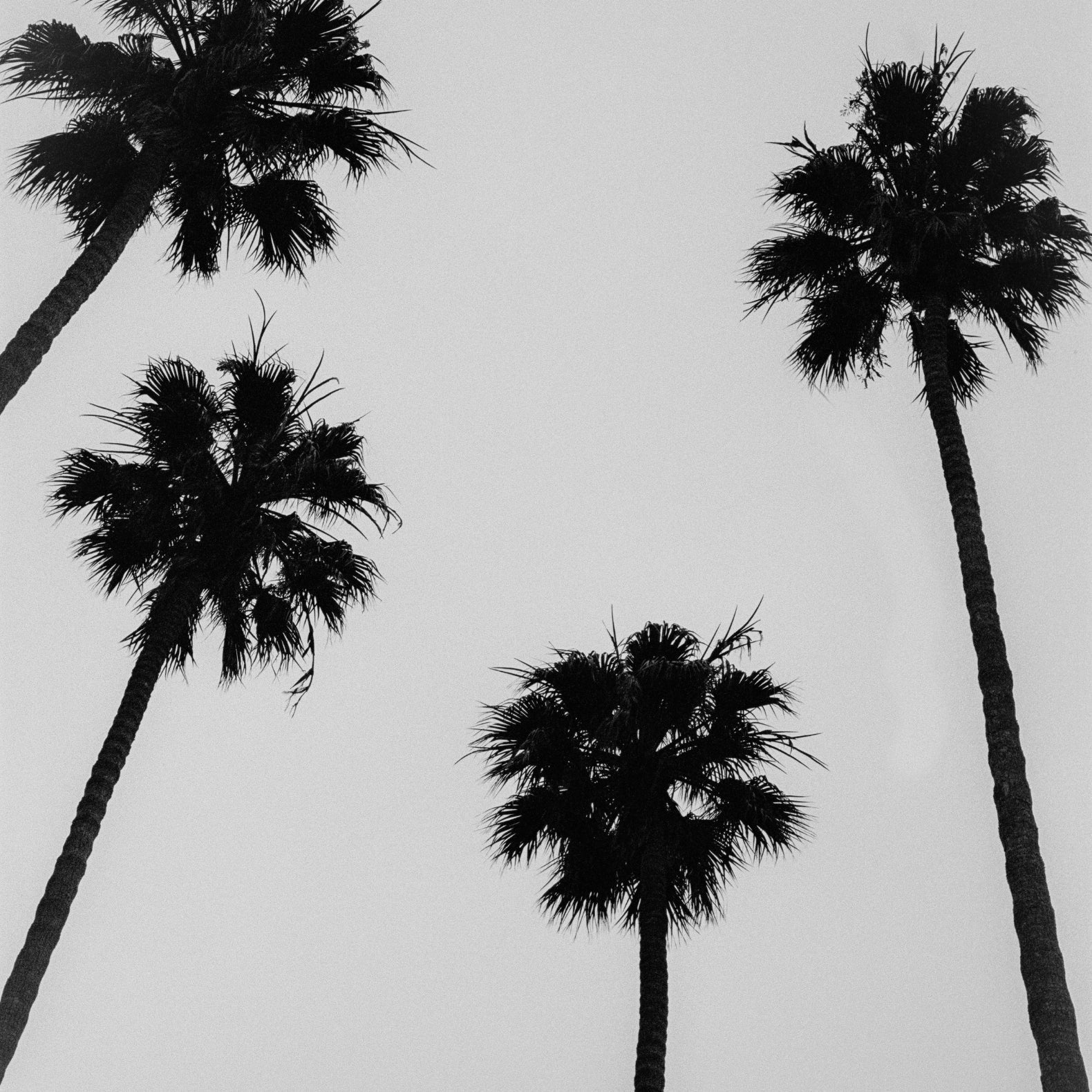 Palm trees in the streets of Los Angeles