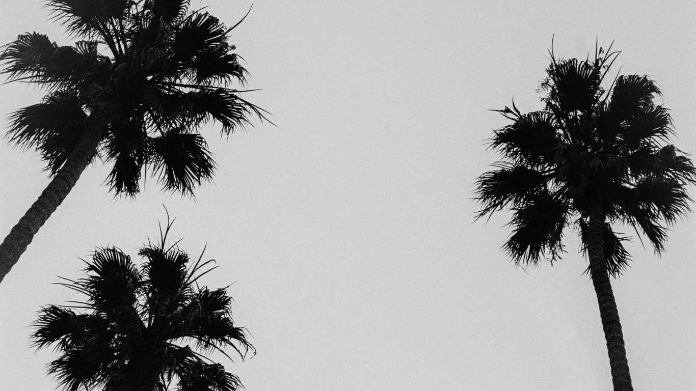 Black and white silhouette of palm trees against a clear sky